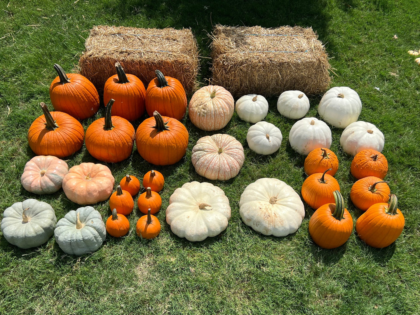 🎨 The Styled Step-Up